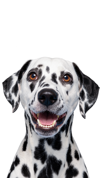 Dalmata kutya